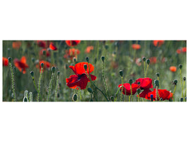 panoramic-canvas-print-wild-poppy