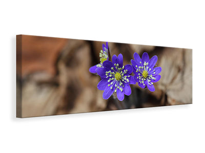 panoramic-canvas-print-wildflowers