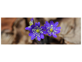 panoramic-canvas-print-wildflowers