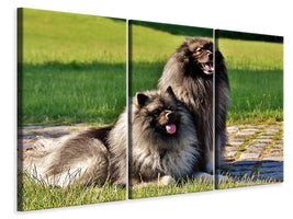 3-piece-canvas-print-2-wolfsspitz