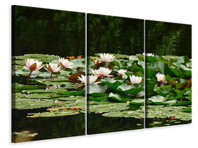 3-piece-canvas-print-a-field-full-of-water-lilies