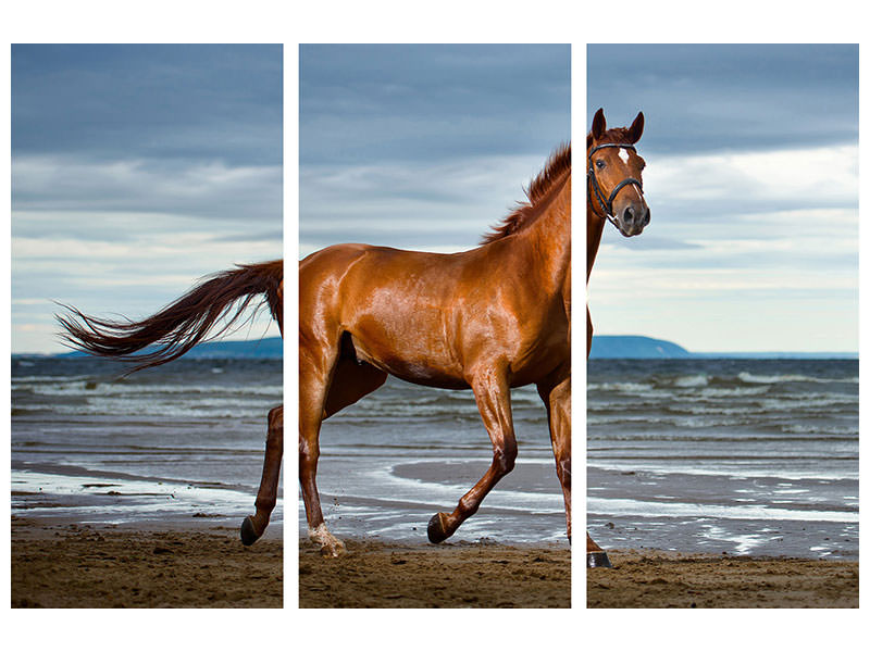 3-piece-canvas-print-a-thoroughbred-at-the-sea