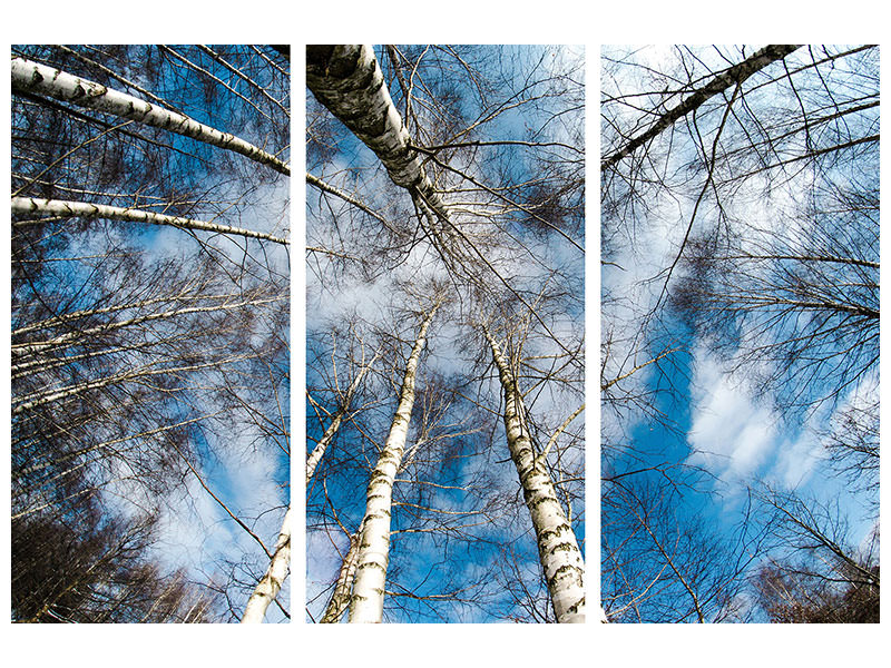 3-piece-canvas-print-birch-crowns