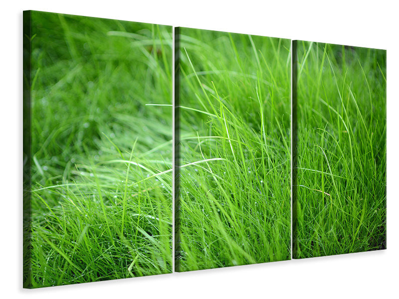 3-piece-canvas-print-blades-of-grass