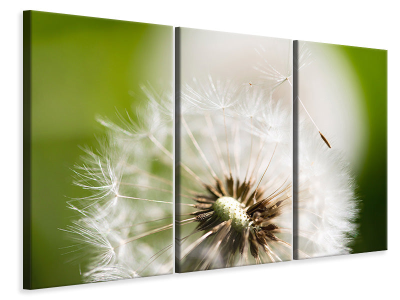 3-piece-canvas-print-blowball-dandelion