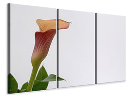 3-piece-canvas-print-calla-in-xl