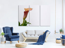 3-piece-canvas-print-calla-in-xl