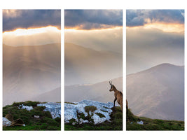 3-piece-canvas-print-chamois-in-piatra-craiului-romania