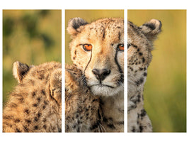 3-piece-canvas-print-cheetah-eyes