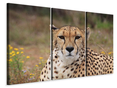 3-piece-canvas-print-cheetah-xl