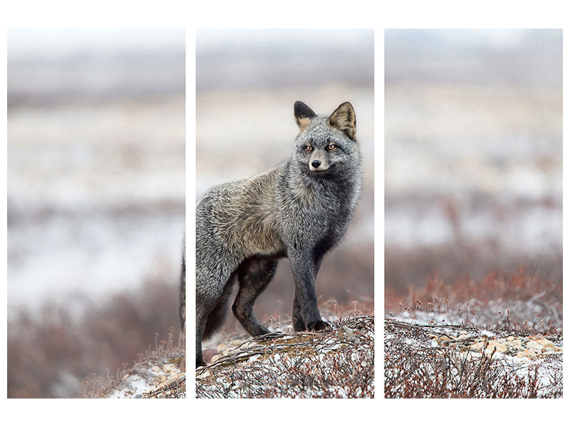 3-piece-canvas-print-cross-fox