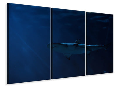 3-piece-canvas-print-dangerous-shark