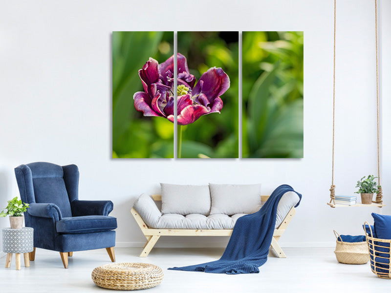 3-piece-canvas-print-dark-tulip-in-nature