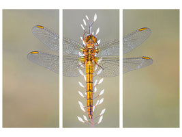 3-piece-canvas-print-dragonfly