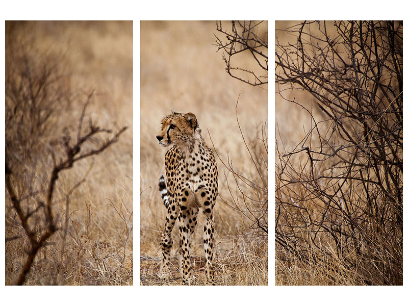 3-piece-canvas-print-elegant-cheetah