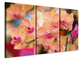 3-piece-canvas-print-exotic-orchids