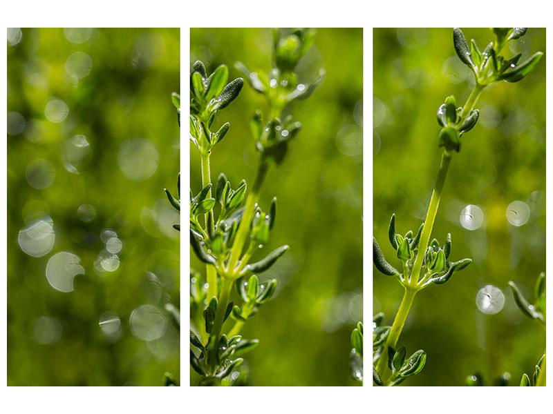 3-piece-canvas-print-fresh-thyme