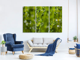 3-piece-canvas-print-fresh-thyme