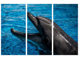 3-piece-canvas-print-friendly-dolphin