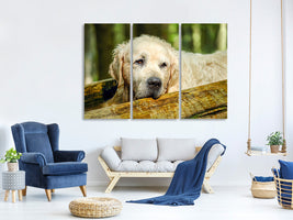 3-piece-canvas-print-golden-retriever-in-nature