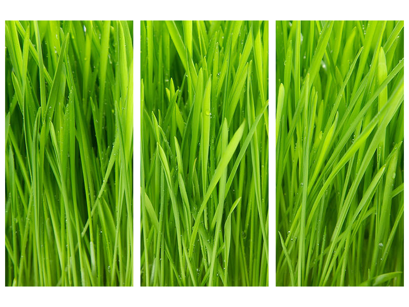 3-piece-canvas-print-grass-in-morning-dew