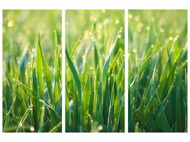 3-piece-canvas-print-grass-with-morning-dew-xl