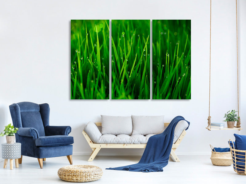 3-piece-canvas-print-grass-with-morning-dew