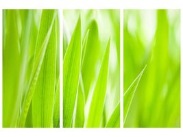 3-piece-canvas-print-grass-xxl