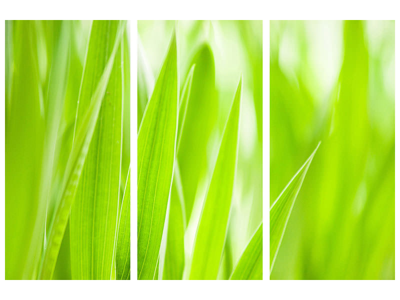 3-piece-canvas-print-grass-xxl