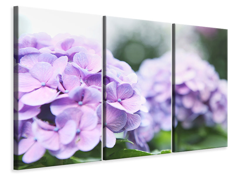 3-piece-canvas-print-hydrangeas