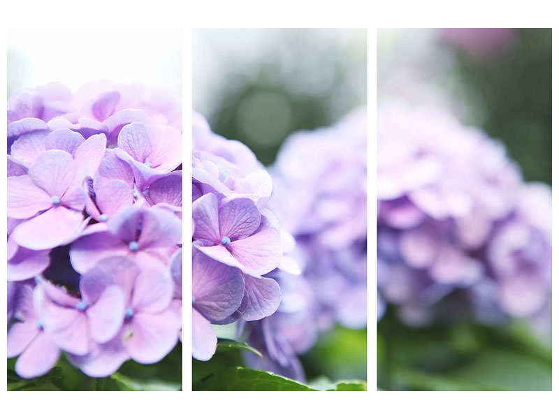 3-piece-canvas-print-hydrangeas