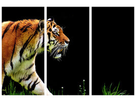 3-piece-canvas-print-imposing-tiger