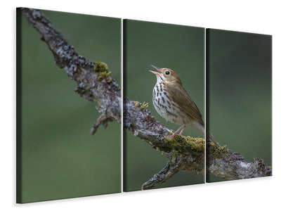 3-piece-canvas-print-in-the-forest-p