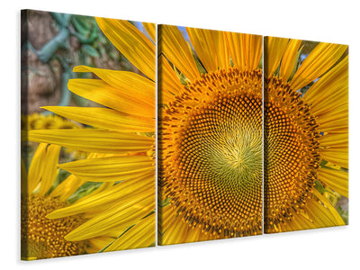 3-piece-canvas-print-inflorescence-of-a-sunflower