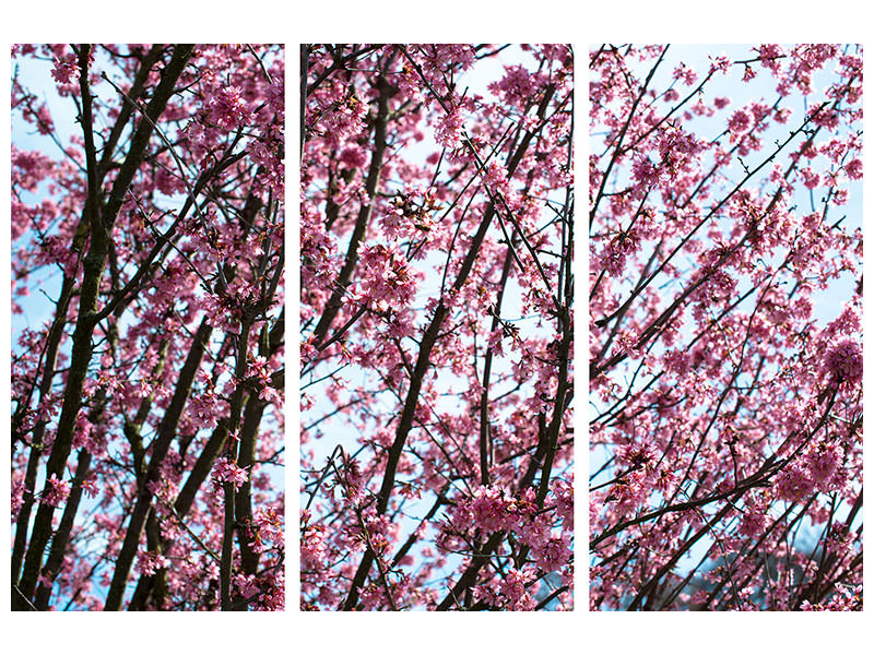 3-piece-canvas-print-japanese-cherry-blossom