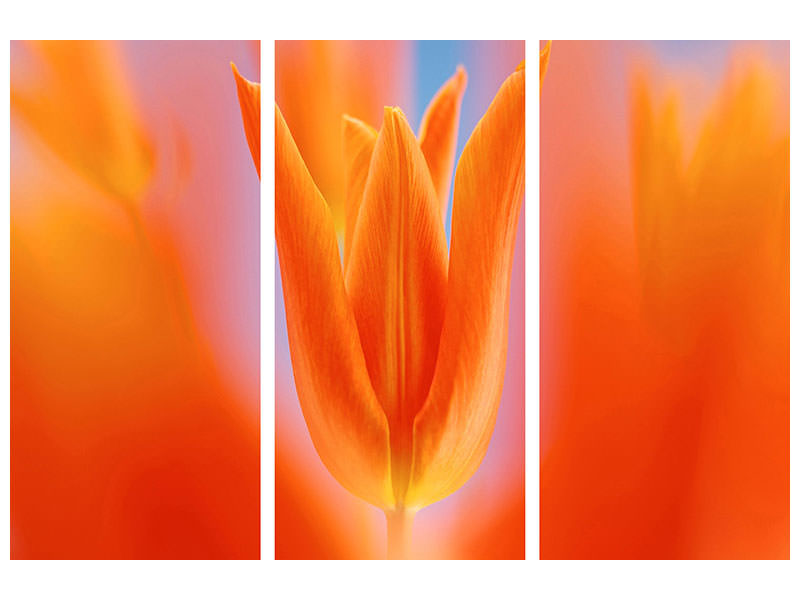 3-piece-canvas-print-kensaki-tulip