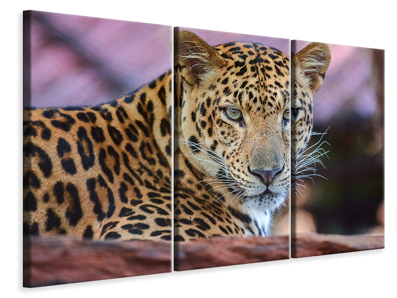 3-piece-canvas-print-leopard