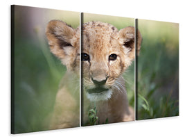 3-piece-canvas-print-lion-baby