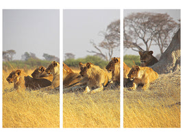 3-piece-canvas-print-lion-family