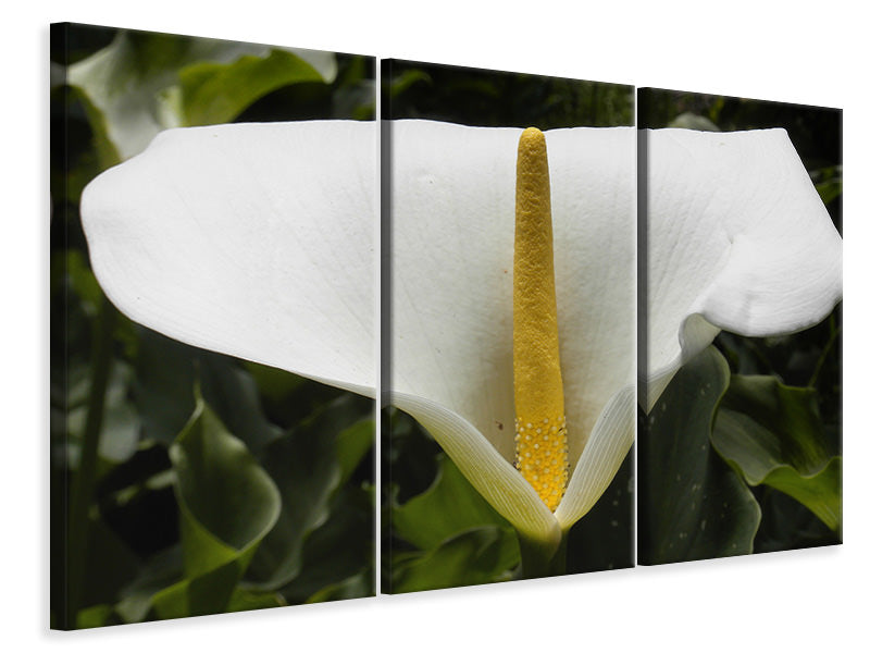 3-piece-canvas-print-macro-calla-in-white