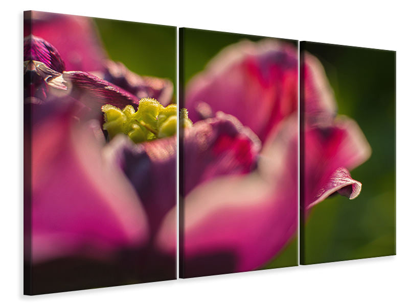 3-piece-canvas-print-macro-tulip-in-red