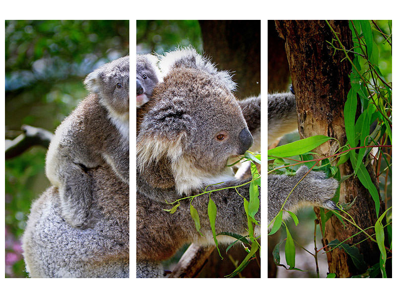 3-piece-canvas-print-mom-and-baby-koala