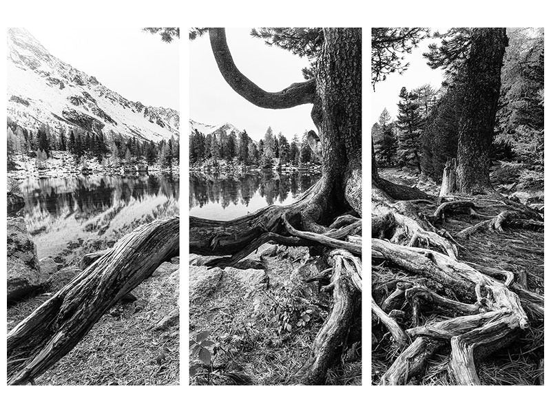 3-piece-canvas-print-old-tree