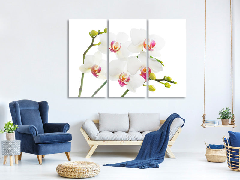 3-piece-canvas-print-orchids-love