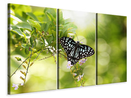 3-piece-canvas-print-papilio-butterfly-xxl