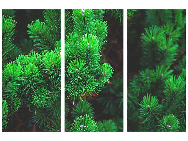 3-piece-canvas-print-pine-xl