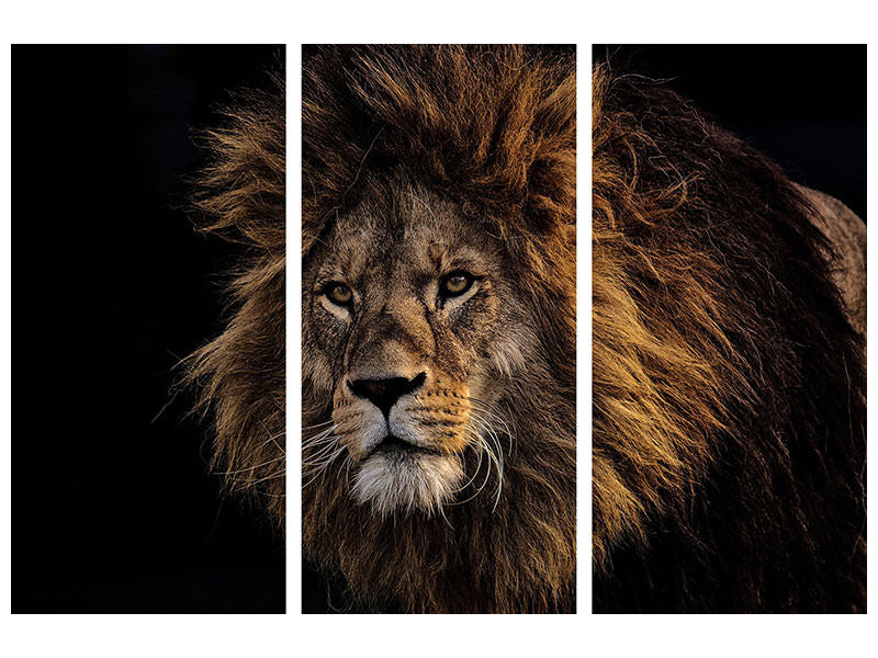 3-piece-canvas-print-portrait-of-a-lion