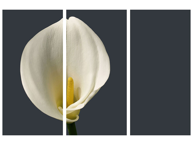 3-piece-canvas-print-proud-calla