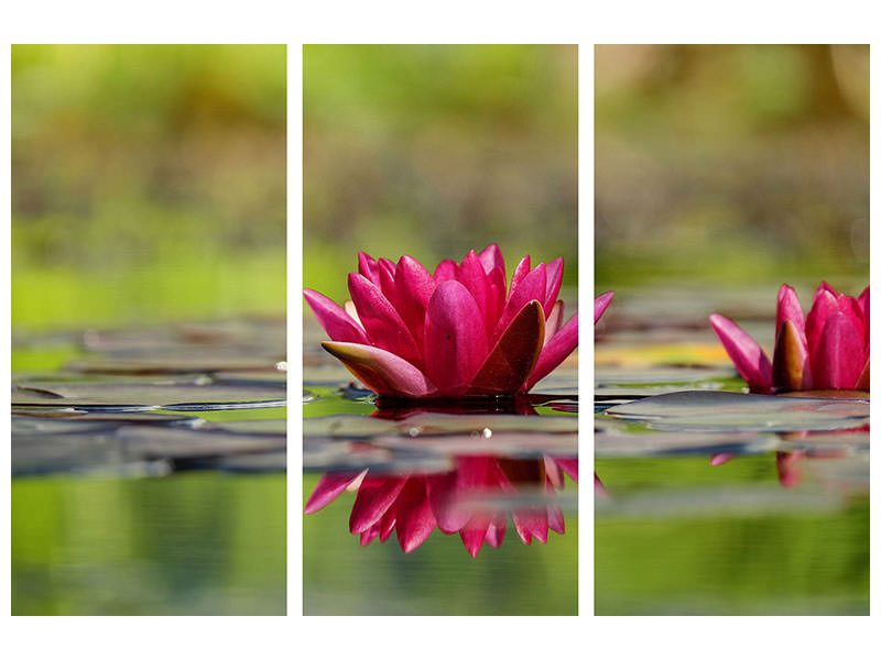 3-piece-canvas-print-red-water-lily-duo