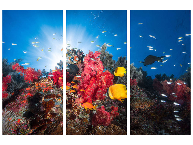 3-piece-canvas-print-reef-life